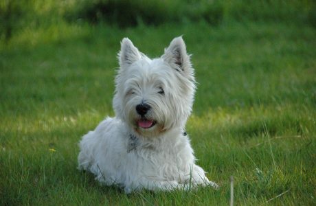 West Highland White Terrier pet insurance