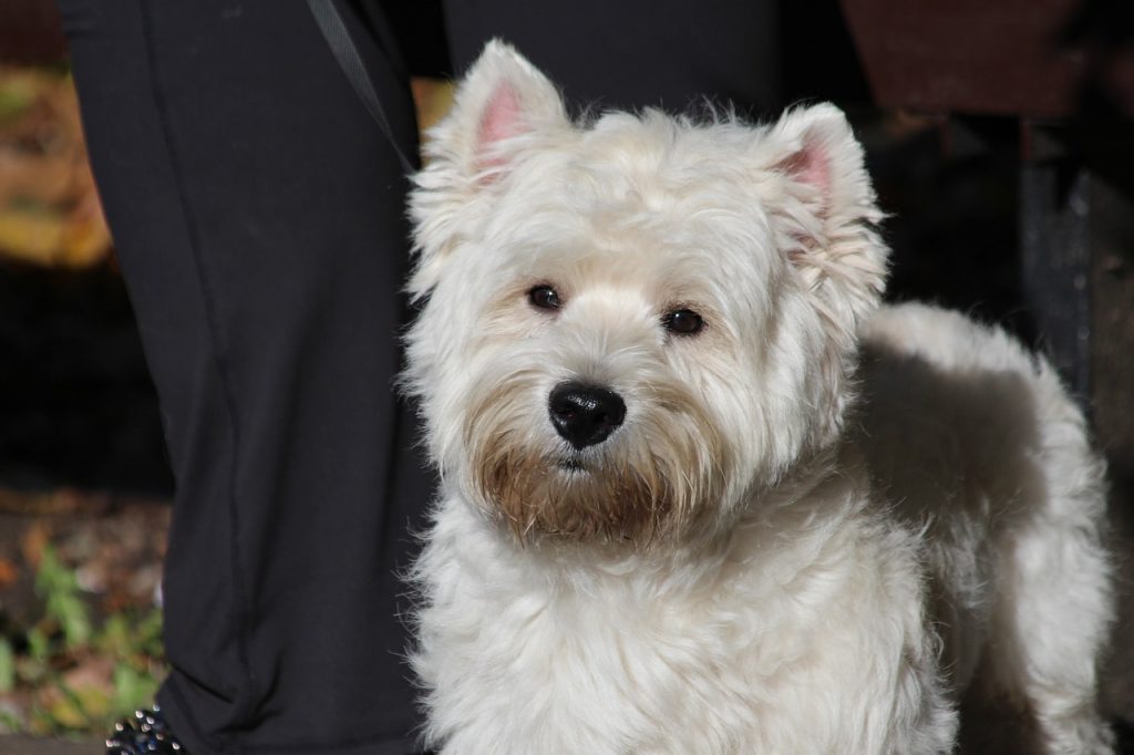 Westie Therapy Dog