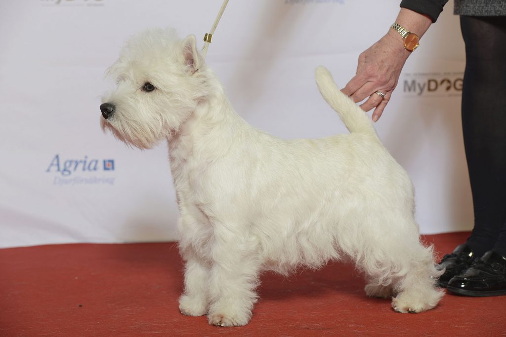 West Highland White Terrier Exhibiting