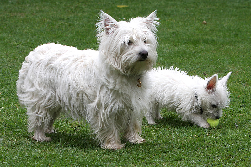 Westie pet insurance