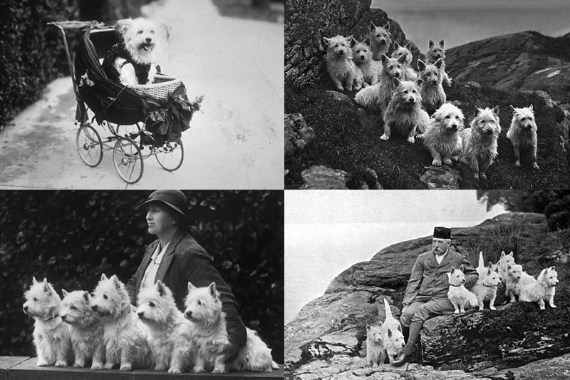 west highland terrier history