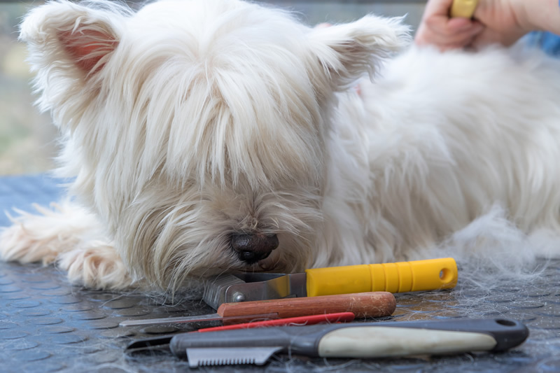 Westie grooming