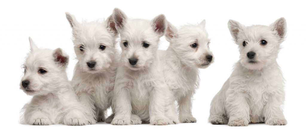 Buying a Westie Puppy