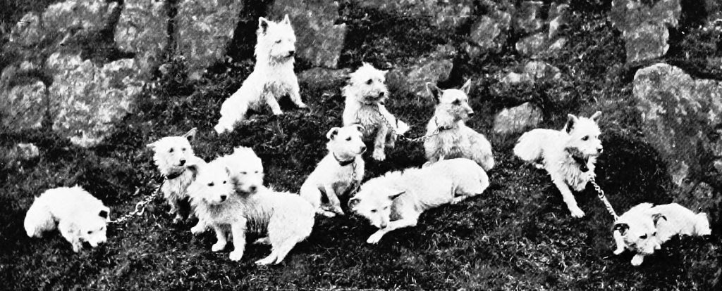 Poltalloch West Highland White Terrier