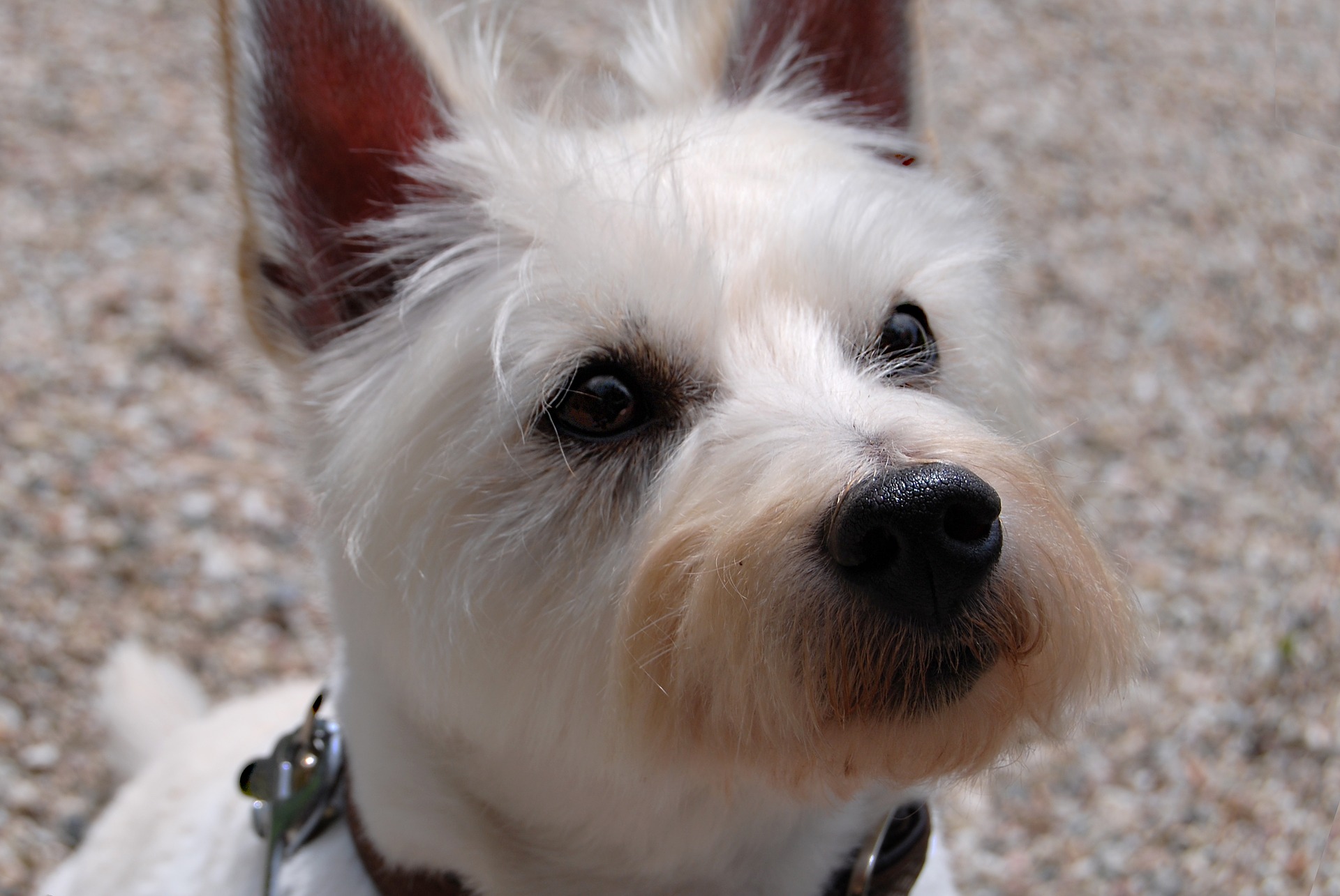 About The West Highland White Terrier Westie Life