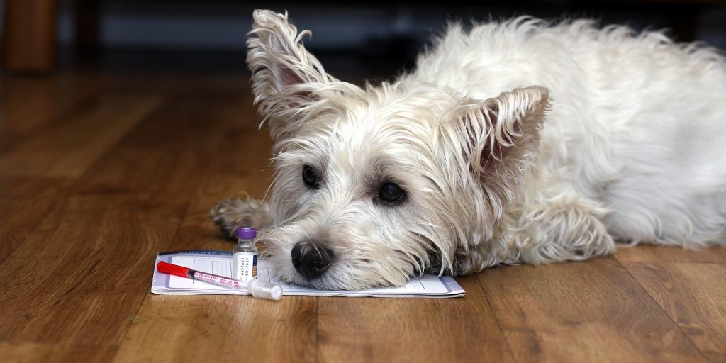 A diabetic diagnosis for my Westie Westie Life